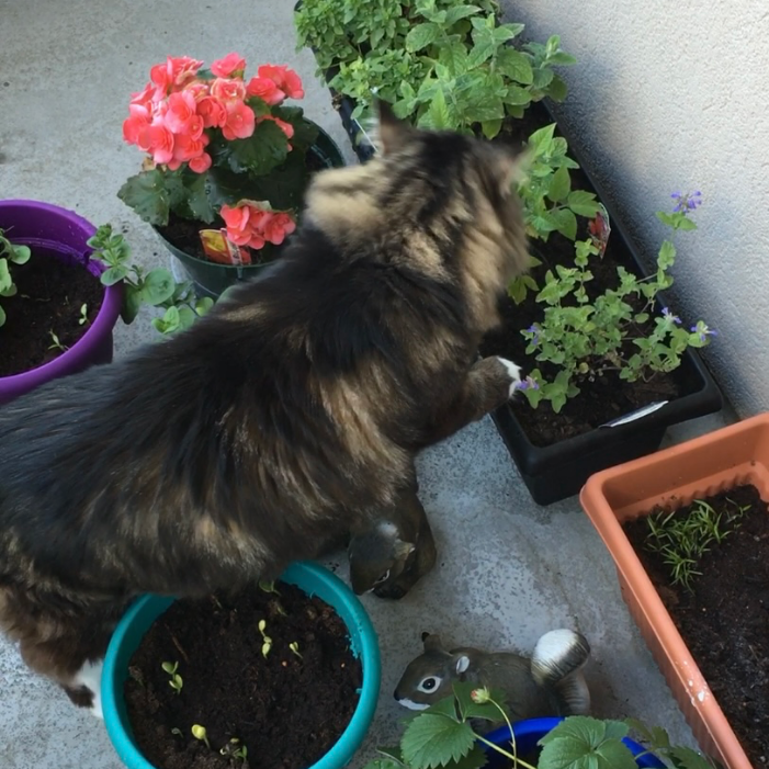 Spring is Here - Rebirth, Renewal and Rejoice!