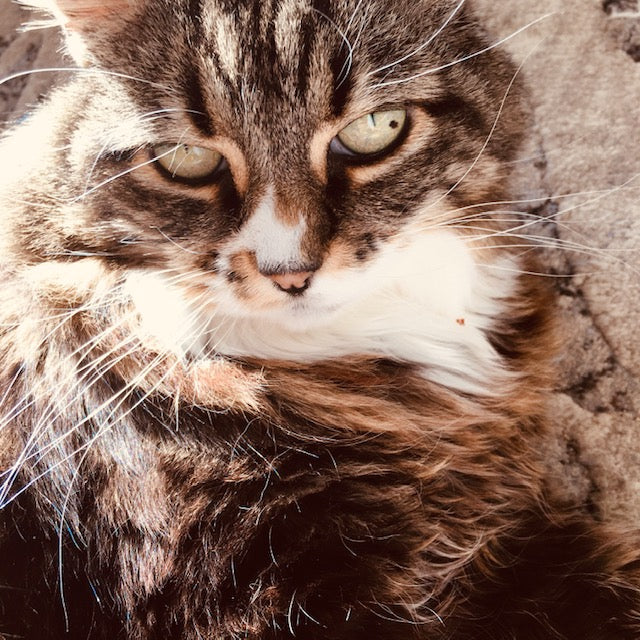 Hair is a Conductor of Energy!